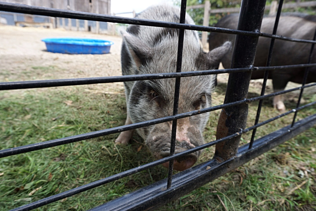 6 Documentaries That Everyone Should Watch Especially If You're Trying To Become Vegan